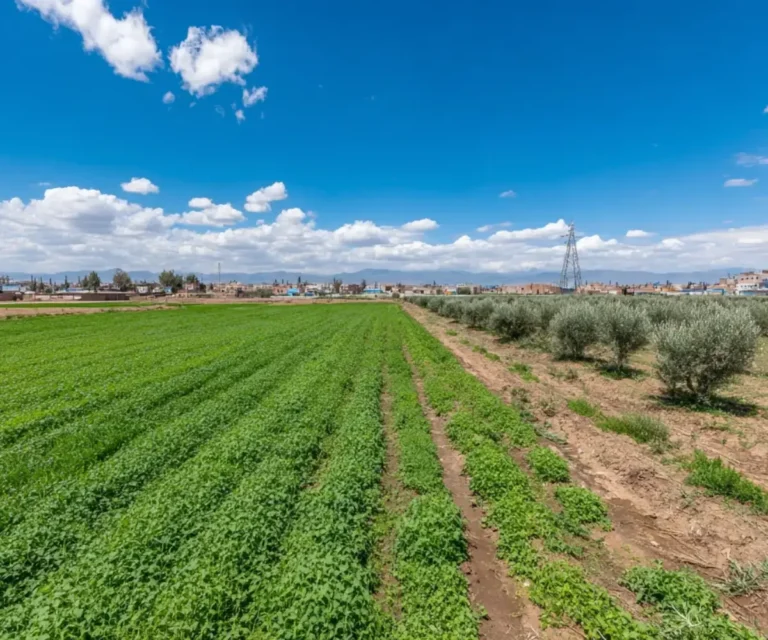 Agricultural field in Morocco with rows of olive trees and green crops, an urban skyline, and a blue sky.