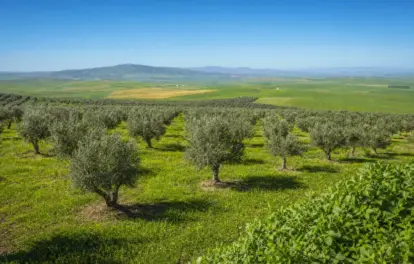 Rows of mature olive trees on an olive farm for sale in Fez, with green farmland and hills stretching to the horizon